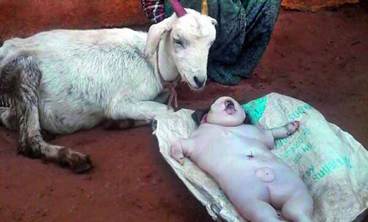 Goat gives birth to human like babies